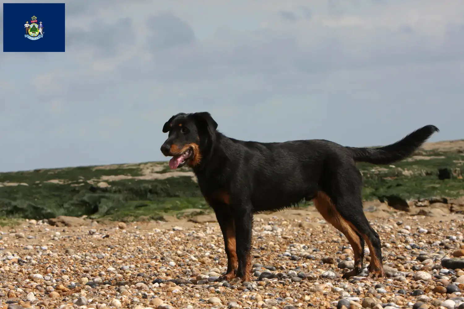 Beauceron puppies and breeder Maine Find Beauceron breeders in Maine here.
