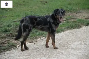 Read more about the article Beauceron breeders and puppies in Massachusetts