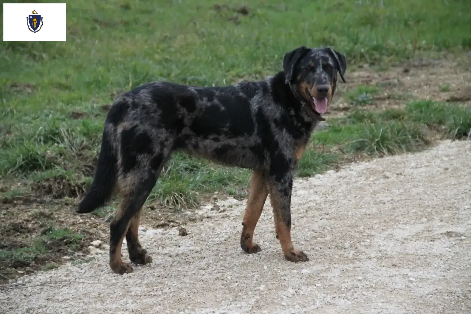 Beauceron puppies and breeders Massachusetts Find Beauceron breeders in Massachusetts.