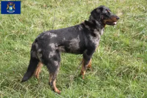 Read more about the article Beauceron breeders and puppies in Michigan