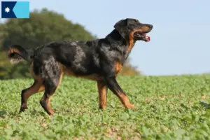 Read more about the article Beauceron breeders and puppies in Minnesota