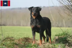 Read more about the article Beauceron breeders and puppies in Mississippi