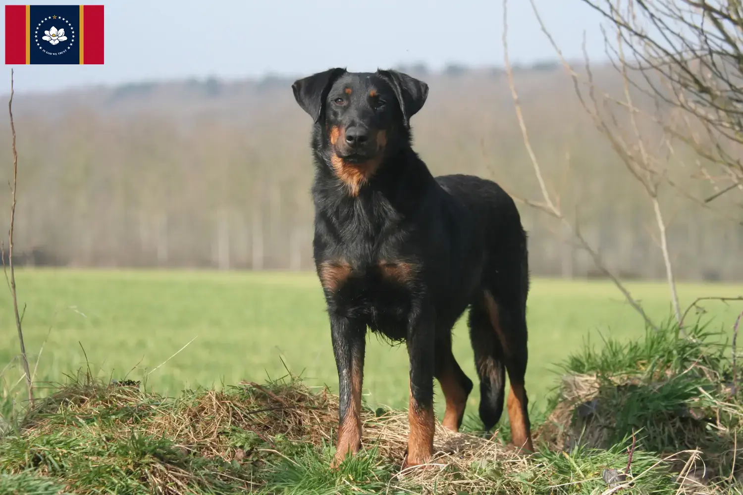 Beauceron puppies and breeder Mississippi Find Beauceron breeders in Mississippi.