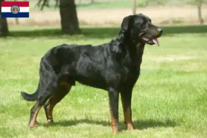 Read more about the article Beauceron breeders and puppies in Missouri