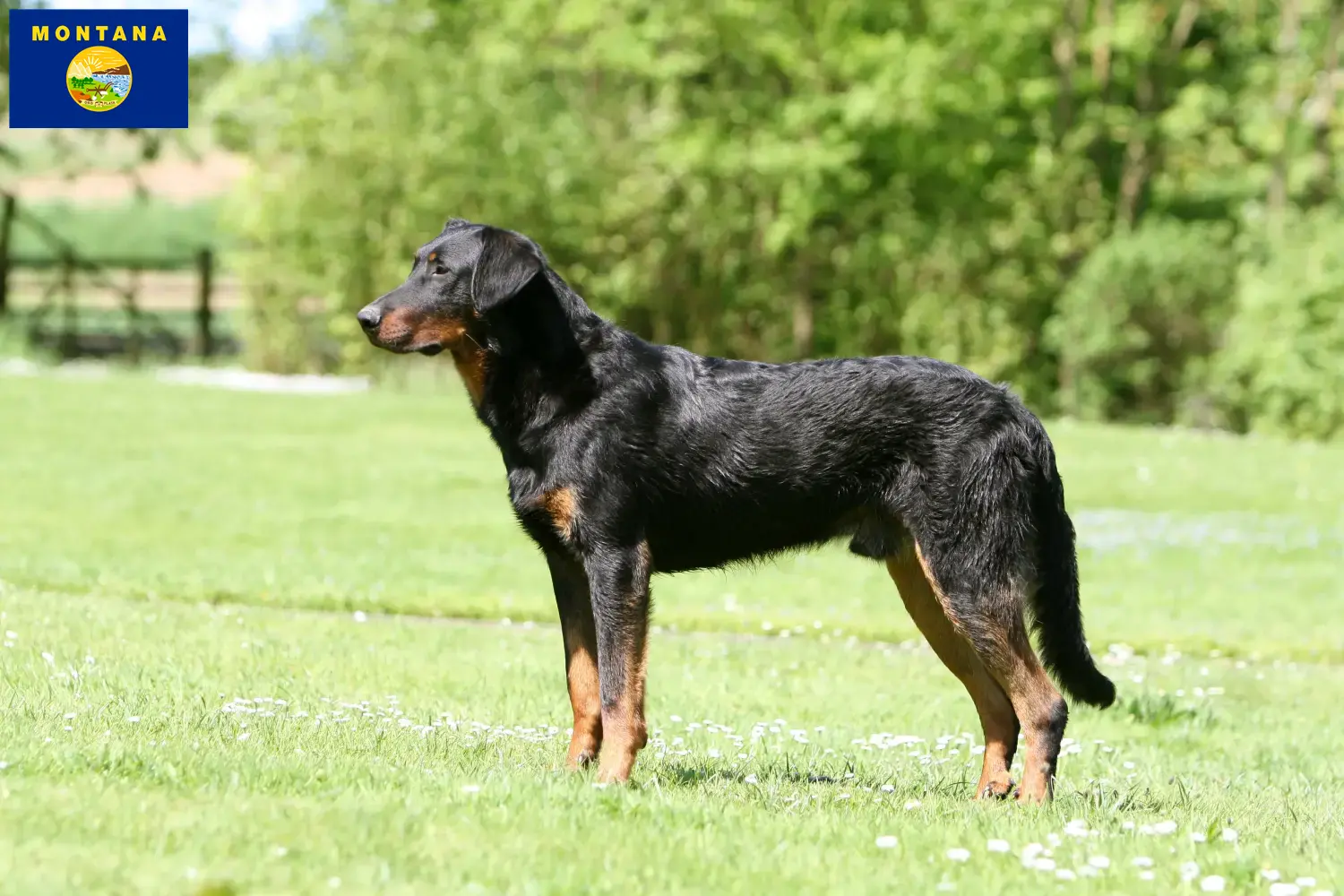 Read more about the article Beauceron breeders and puppies in Montana
