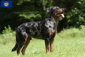 Read more about the article Beauceron breeders and puppies in Nebraska