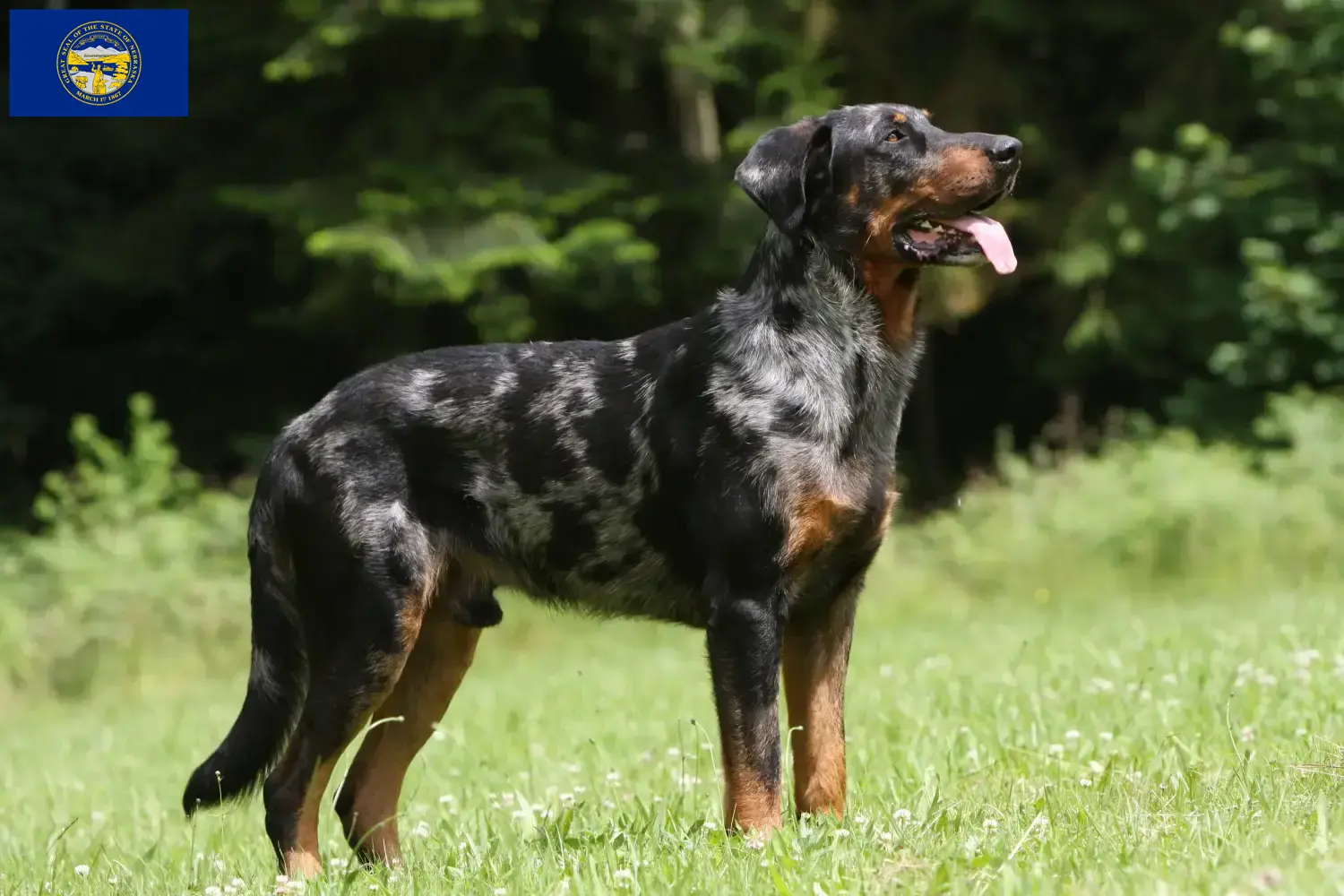 Beauceron puppies and breeders Nebraska Find Beauceron breeders in Nebraska.