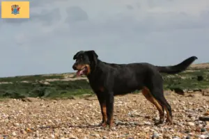 Read more about the article Beauceron breeders and puppies in New Jersey