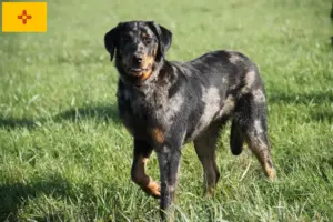 Read more about the article Beauceron breeders and puppies in New Mexico