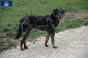 Read more about the article Beauceron breeders and puppies in New York