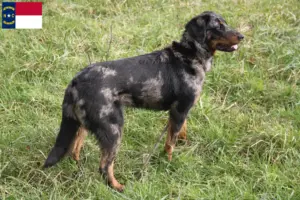 Read more about the article Beauceron breeders and puppies in North Carolina