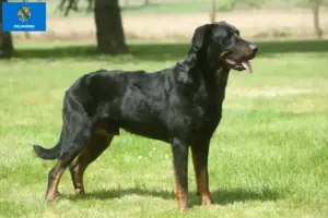 Read more about the article Beauceron breeders and puppies in Oklahoma