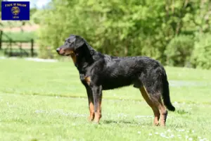 Read more about the article Beauceron breeders and puppies in Oregon