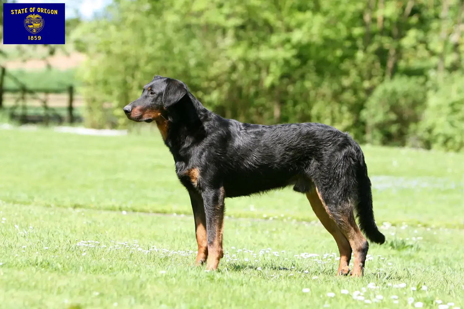 Beauceron puppies and breeder Oregon Find Beauceron breeders in Oregon.