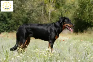 Read more about the article Beauceron breeders and puppies in Rhode Island