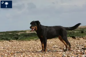 Read more about the article Beauceron breeders and puppies in South Carolina
