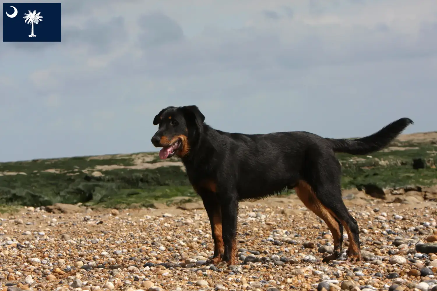 Beauceron puppies and breeders South Carolina Find Beauceron breeders in South Carolina.