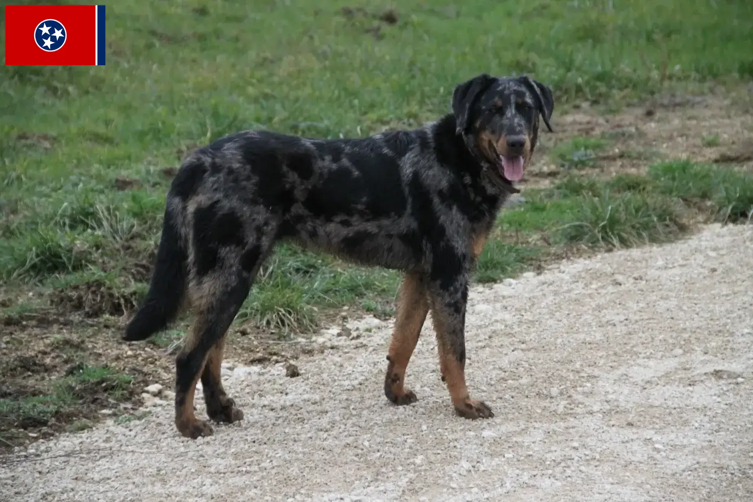 Beauceron puppies and breeder Tennessee Find Beauceron breeders in Tennessee.