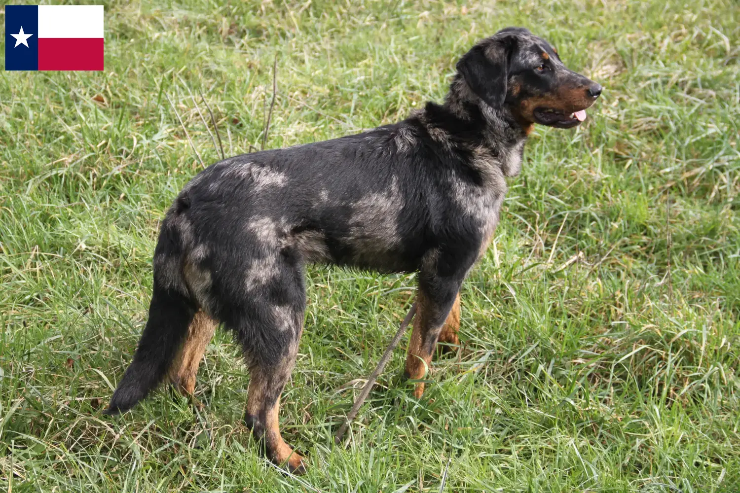 Beauceron puppies and breeders Texas Find Beauceron breeders in Texas.
