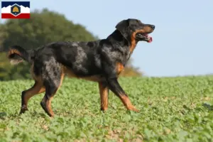 Read more about the article Beauceron breeders and puppies in Utah