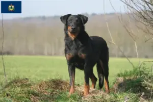 Read more about the article Beauceron breeders and puppies in Vermont