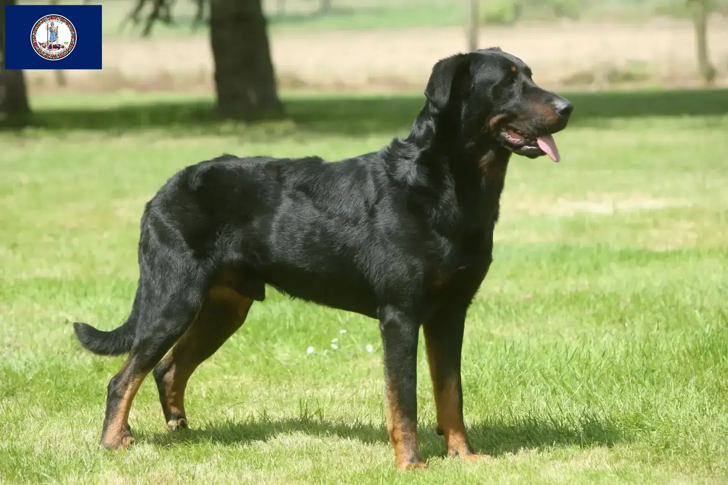 Beauceron puppies and breeder Virginia Find Beauceron breeders in Virginia.