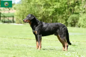 Read more about the article Beauceron breeders and puppies in Washington