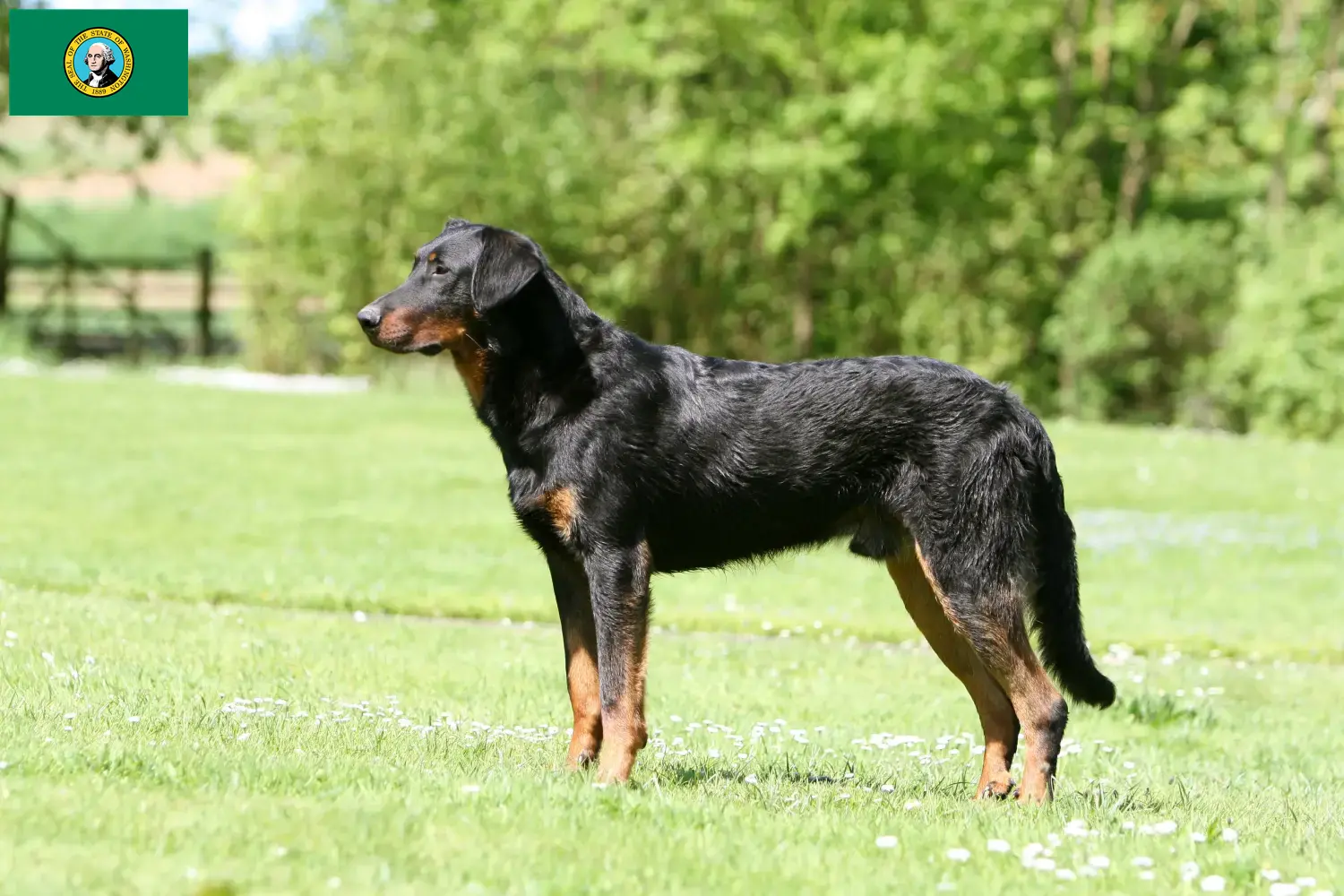 Beauceron puppies and breeders Washington Find Beauceron breeders in Washington here.
