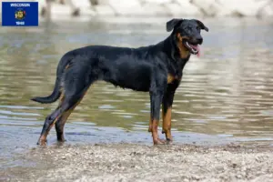 Read more about the article Beauceron breeders and puppies in Wisconsin