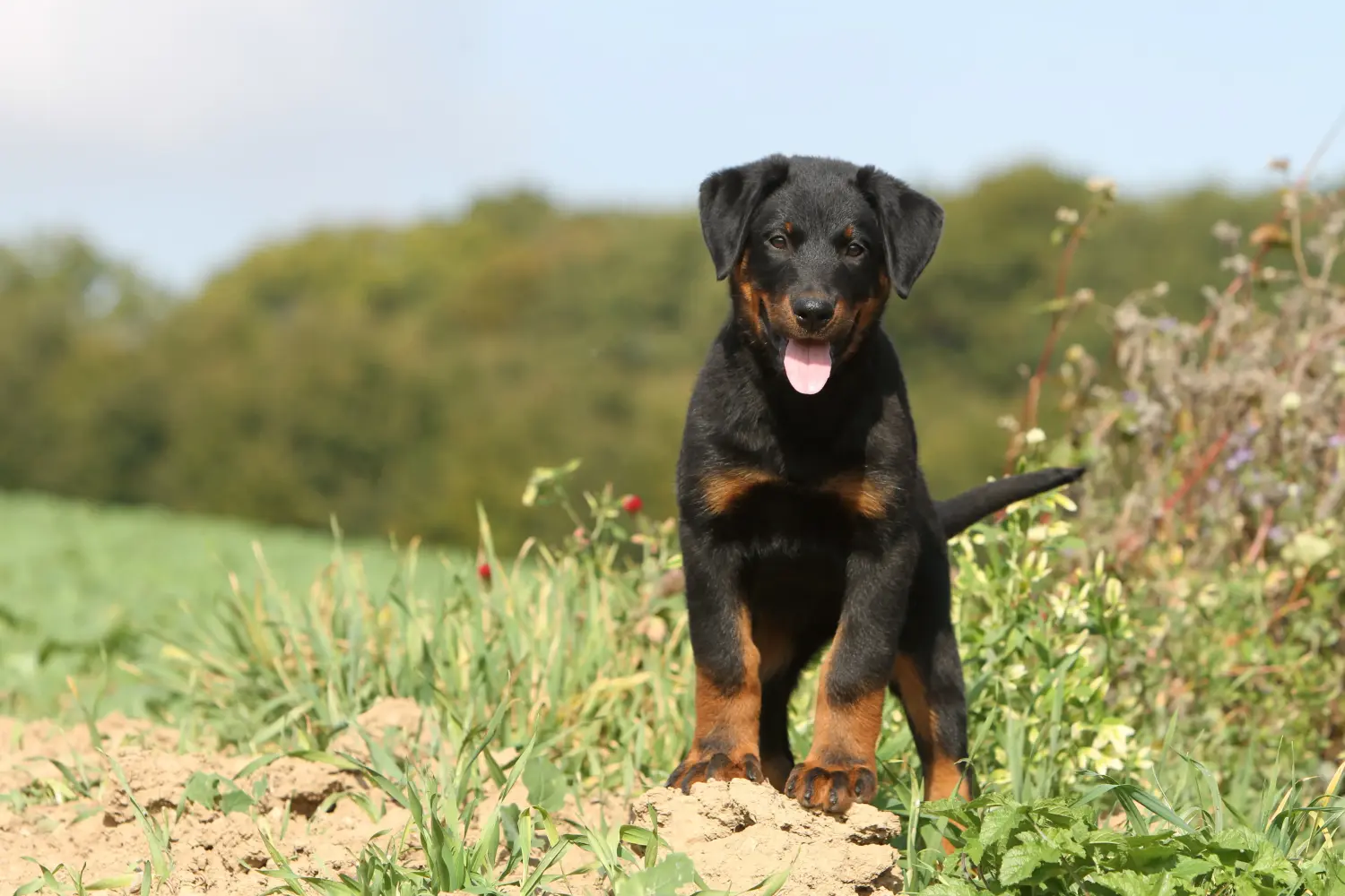 Buying a Beauceron puppy means taking responsibility! Buy Beauceron puppies.