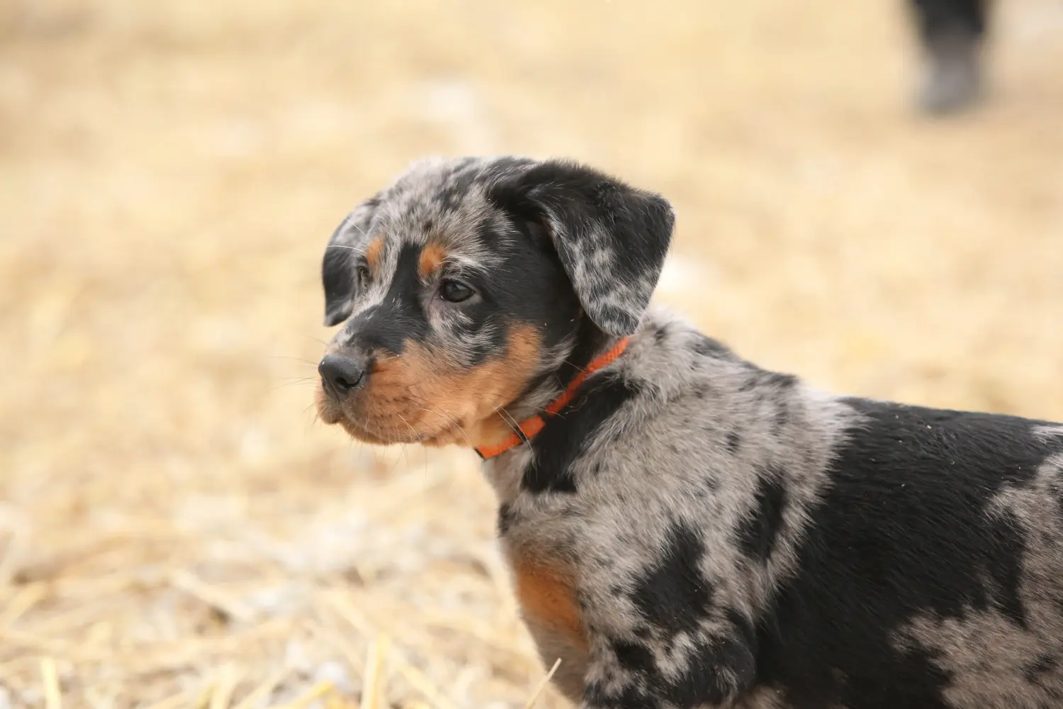 Buying a Beauceron puppy means taking responsibility! Buy Beauceron puppies.