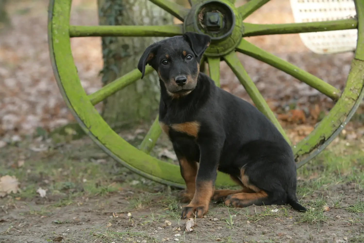 Buying a Beauceron puppy means taking responsibility! Buy Beauceron puppies.