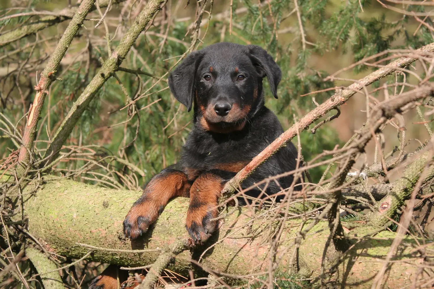 Buying a Beauceron puppy means taking responsibility! Buy Beauceron puppies.