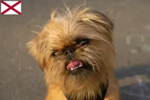 Read more about the article Belgian Dwarf Griffon breeder and puppies in Alabama