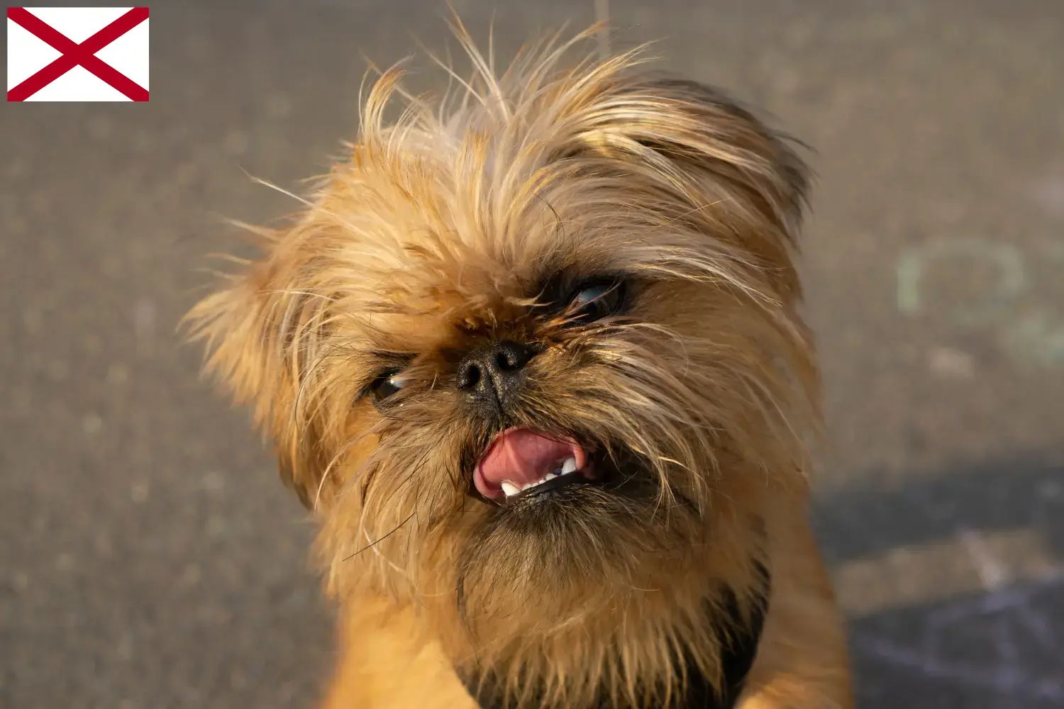 Belgian Dwarf Griffon puppies and breeder Alabama Here you can find Belgian Dwarf Griffon breeders in Alabama.