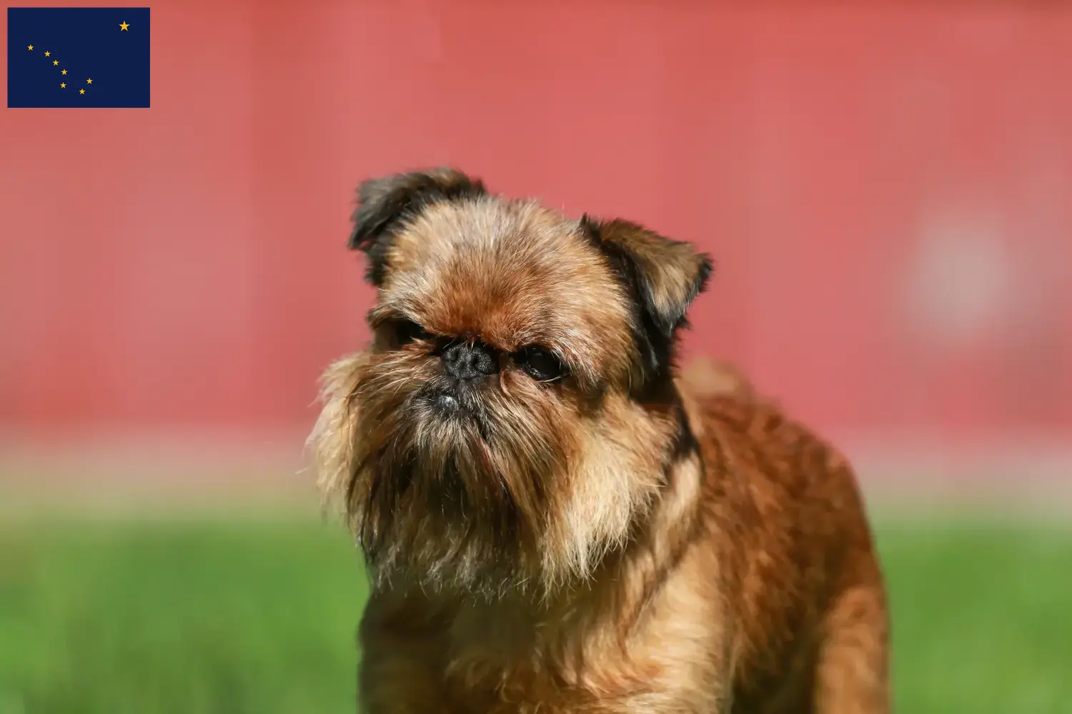 Belgian Dwarf Griffon puppies and breeder Alaska Here you can find Belgian Dwarf Griffon breeders in Alaska.