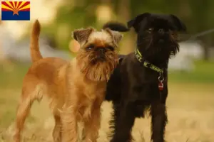 Read more about the article Belgian Dwarf Griffon breeder and puppies in Arizona