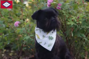 Read more about the article Belgian Dwarf Griffon breeders and puppies in Arkansas