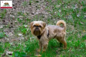 Read more about the article Belgian Dwarf Griffon breeders and puppies in California