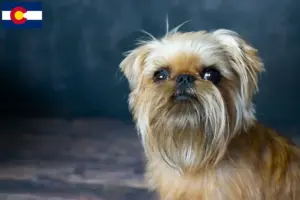 Read more about the article Belgian Dwarf Griffon breeders and puppies in Colorado
