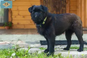 Read more about the article Belgian Dwarf Griffon breeder and puppies in Delaware