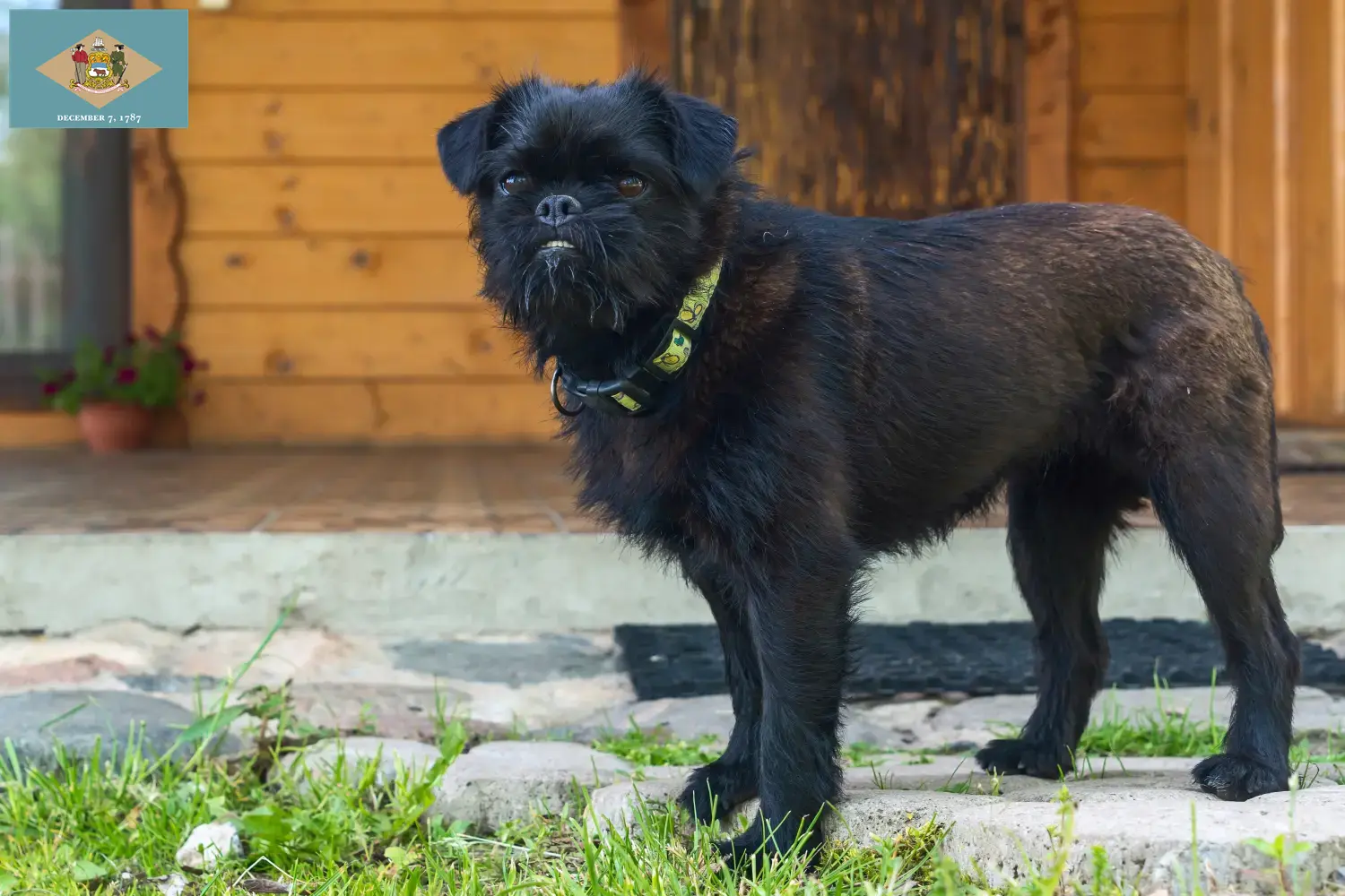 Read more about the article Belgian Dwarf Griffon breeder and puppies in Delaware
