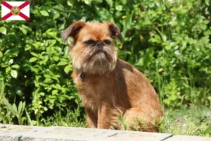Read more about the article Belgian Dwarf Griffon breeder and puppies in Florida