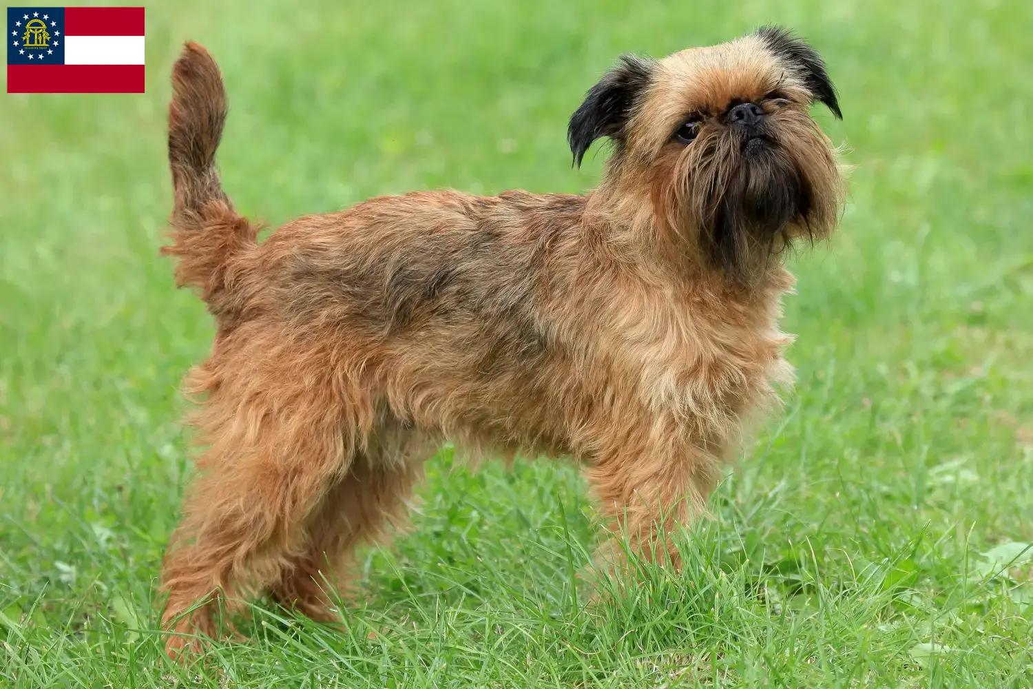 Belgian Dwarf Griffon puppies and breeder Georgia Here you can find Belgian Dwarf Griffon breeders in Georgia.