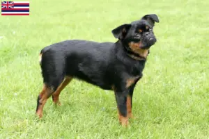 Read more about the article Belgian Dwarf Griffon breeder and puppies in Hawaii