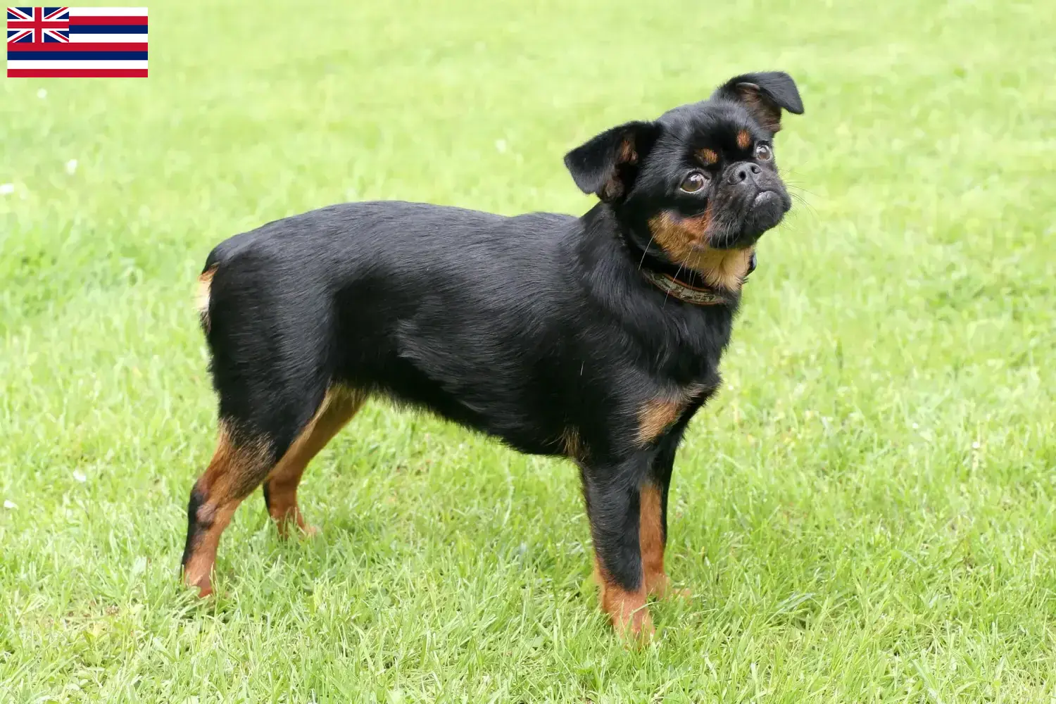 Belgian Dwarf Griffon puppies and breeder Hawaii Here you can find Belgian Dwarf Griffon breeders in Hawaii.