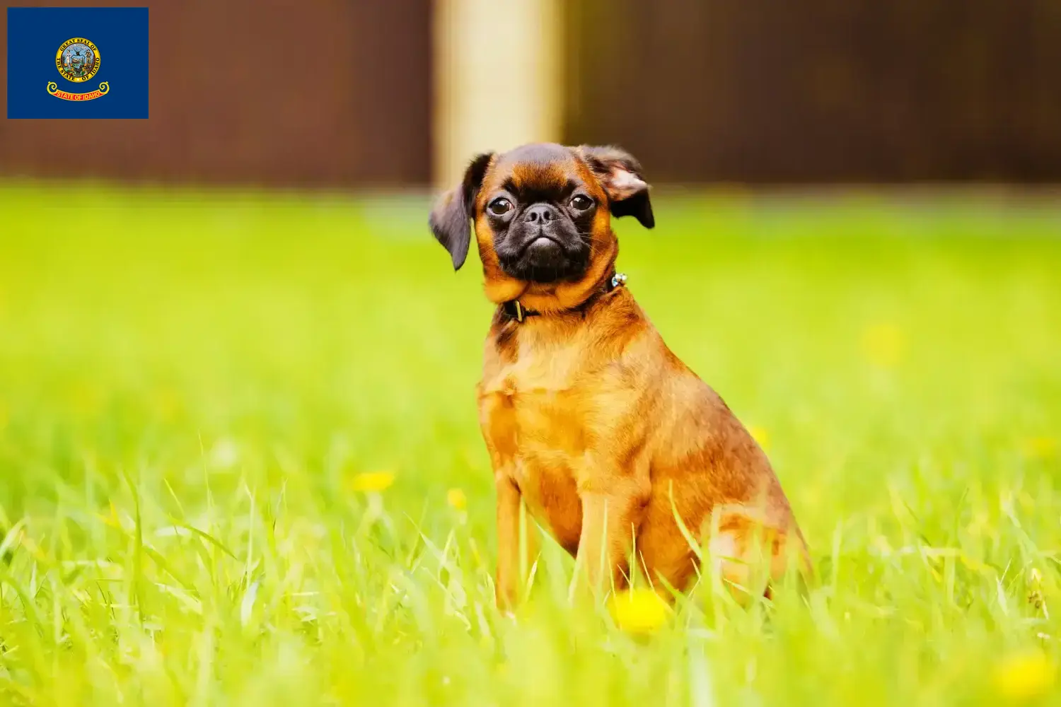 Read more about the article Belgian Dwarf Griffon breeder and puppies in Idaho