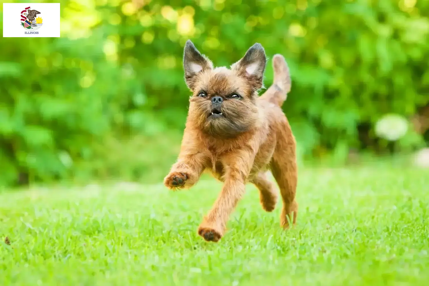 Read more about the article Belgian Dwarf Griffon breeders and puppies in Illinois