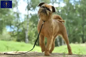 Read more about the article Belgian Dwarf Griffon breeders and puppies in Indiana