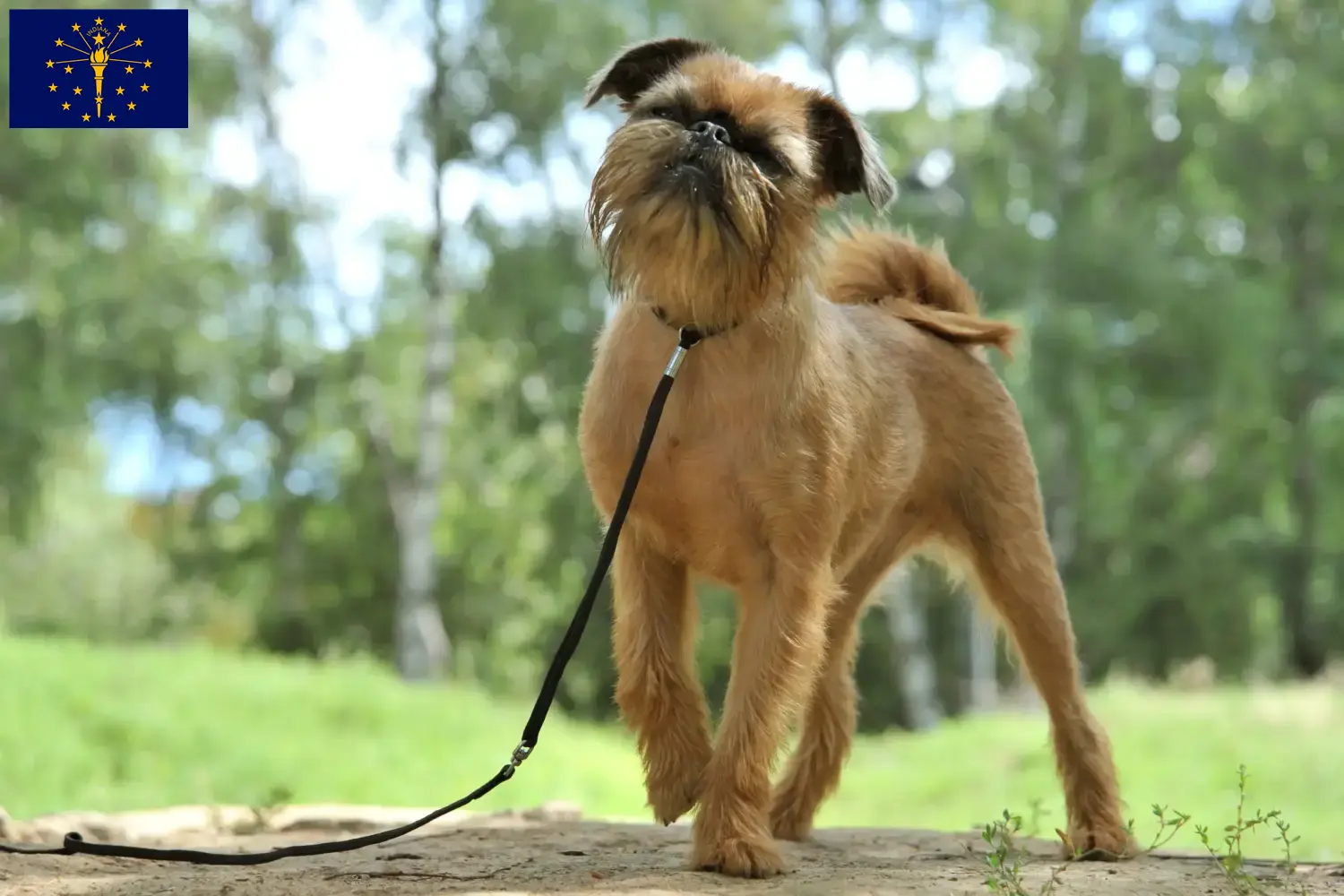 Read more about the article Belgian Dwarf Griffon breeders and puppies in Indiana